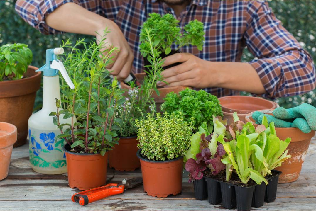 Conexión con la naturaleza. Un huerto urbano en tu localidad